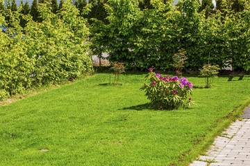 Beautiful landscape view of private garden. Green gras lawn, green bashes and pink rhododendron. Gorgeous backgrounds.