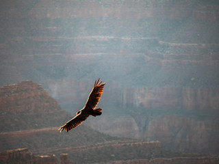 Red-Tailed Hawk at the Grand Canyon