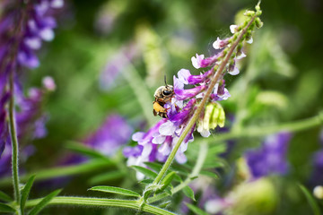 Bee flying over colorful flower field at summer day