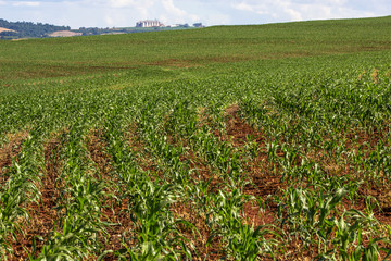 BRASIL, ROLÂNDIA, PR. 28/02/2013. MILHO. Plantação de milho, no município de Rolândia, PR. – FOTO: ALF RIBEIRO