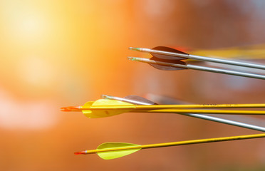 Archery arrows on a blur background. Sunny day