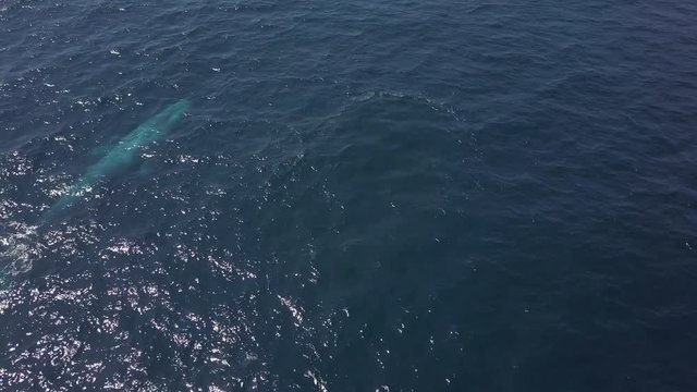 Aerial: Whale Coming to the Surface of the Ocean - San Diego, California