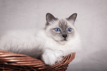 Sacred birman cat in the basket looking forward. Copy space