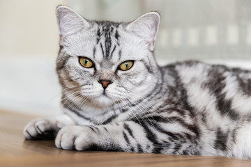 British Shorthair cat lying and looking at the camera. Portrait of gray tabby cat. Copy space