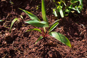 plantas