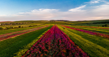 Fototapeta na wymiar field of tulips