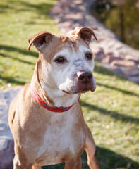 Senior pitbull at the park