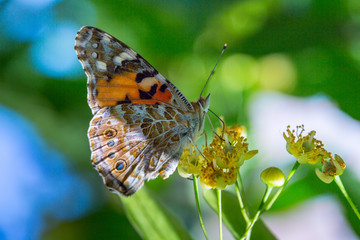 Painted Lady butterfly (Vanessa cardui) feeds on a nectar of flowers of Linden tree