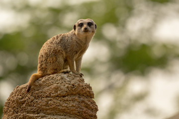 meerkat on rock