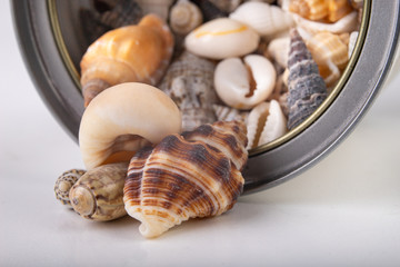 Small snail shells sprinkled out of the can. Shells in a metal container.