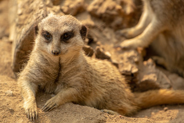 Obraz premium meerkat on guard