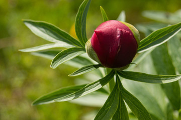 Red peony flower in bud.