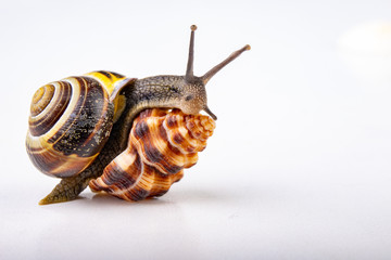 Live snail and empty mushes left on a light table. Snail in search of a new home.