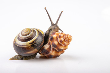 Live snail and empty mushes left on a light table. Snail in search of a new home.