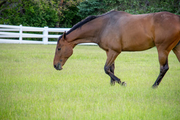 Fototapeta premium horse in the field