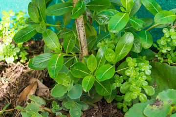 planta de fácil crecimiento