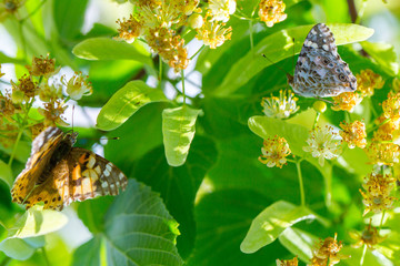 Painted Lady butterfly (Vanessa cardui) feeds on a nectar of flowers of Linden tree