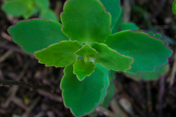 planta saludable