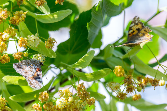 Painted Lady butterfly (Vanessa cardui) feeds on a nectar of flowers of Linden tree