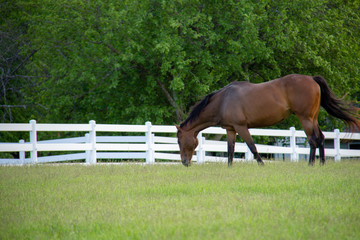 horse on pasture