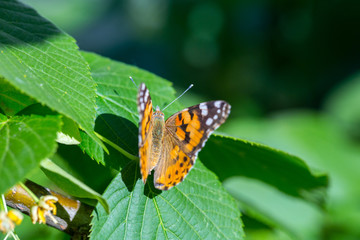Painted Lady butterfly (Vanessa cardui) feeds on a nectar of flowers of Linden tree