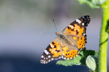 Painted Lady butterfly (Vanessa cardui) feeds on a nectar of flowers of Linden tree