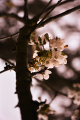 Kirschblüte