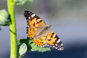 Painted Lady butterfly (Vanessa cardui) feeds on a nectar of flowers of Linden tree
