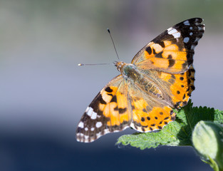 Fototapeta na wymiar Painted Lady butterfly (Vanessa cardui) feeds on a nectar of flowers of Linden tree