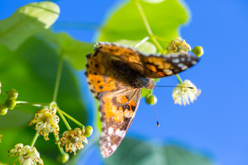 Painted Lady butterfly (Vanessa cardui) feeds on a nectar of flowers of Linden tree