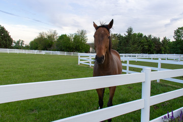 horse in field