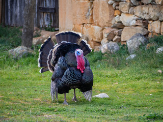 A turkey strutting on a organic farm