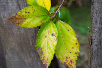 planta enferma