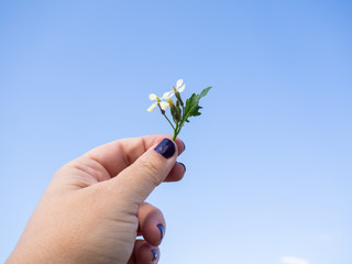 A woman with nails painted purple with flowers in her hand in spring.