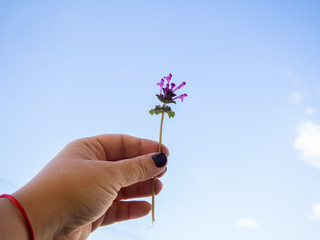 A woman with nails painted purple with flowers in her hand in spring.