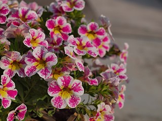 ペチュニアの花