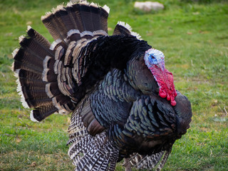 A turkey strutting on a organic farm
