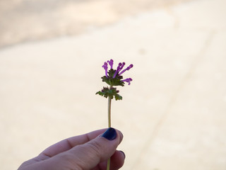 A woman with nails painted purple with flowers in her hand in spring.
