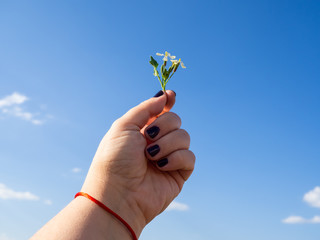 A woman with nails painted purple with flowers in her hand in spring.