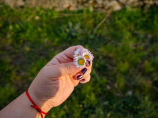 A woman with nails painted purple with daisy flowers in her hand in spring.