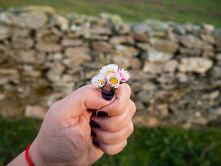 A woman with nails painted purple with daisy flowers in her hand in spring.