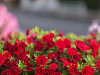 ペチュニアの花