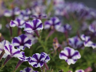 ペチュニアの花