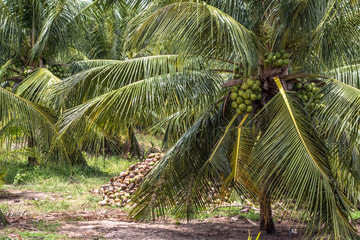 Coconut plantation in the north coast of Bahia, in the northeastern region of Brazil
