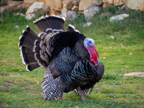 A turkey strutting on a organic farm