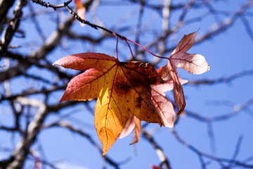 autumn leaves against blue sky