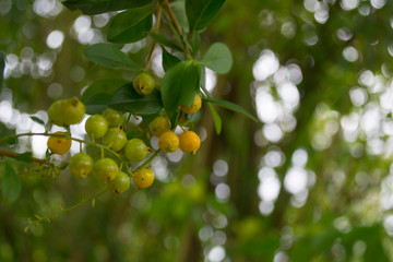 semillas de libustro