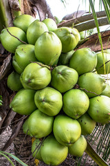 Coconut plantation in the north coast of Bahia, in the northeastern region of Brazil