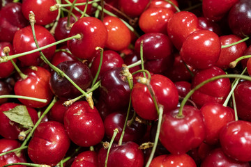 a lot of cherries scattered on the table, ripe cherries