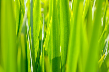 Fototapeta na wymiar Fresh green grass in the meadow with Shallow Dof